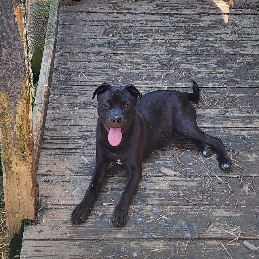 adoptable Dog in Shreveport, LA named Daphne