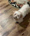 adoptable Dog in shreveport, LA named Sully
