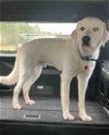 adoptable Dog in shreveport, LA named Mr. Dog