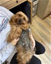 adoptable Dog in shreveport, la, LA named Gracie May