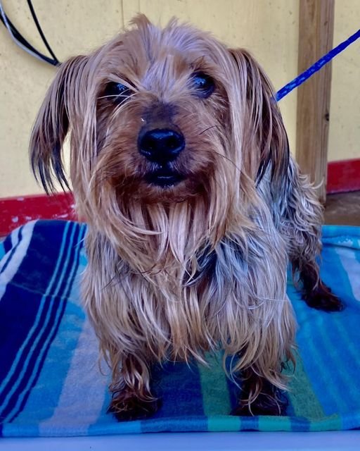 adoptable Dog in Shreveport, LA named Waylon