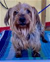 adoptable Dog in , LA named Waylon
