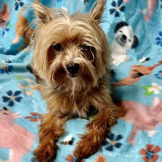 adoptable Dog in Shreveport, LA named Baxter