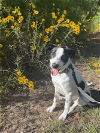 adoptable Dog in , LA named Yeti