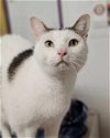 adoptable Cat in shreveport, LA named Vadar