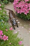 adoptable Dog in shreveport, LA named Lily