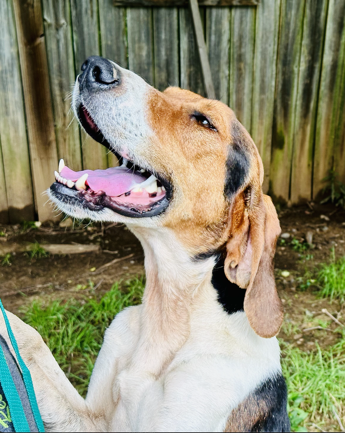 adoptable Dog in Shreveport, LA named Tucker