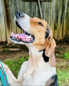 adoptable Dog in Shreveport, LA named Tucker