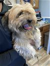 adoptable Dog in shreveport, LA named Maisie