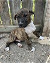 adoptable Dog in shreveport, LA named Buzz