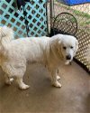 adoptable Dog in shreveport, LA named Pearl