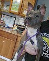 adoptable Dog in shreveport, LA named Amelia