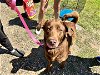 adoptable Dog in shreveport, la, LA named Coco