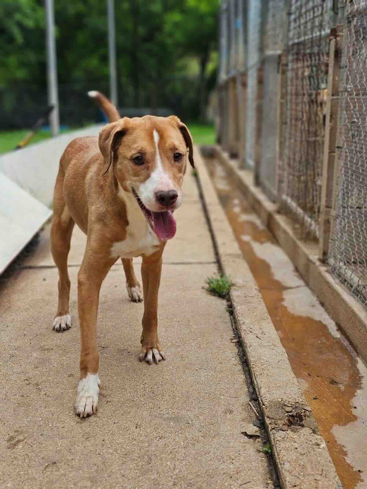 adoptable Dog in Shreveport, LA named Duke