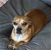 adoptable Dog in shreveport, LA named Koraline