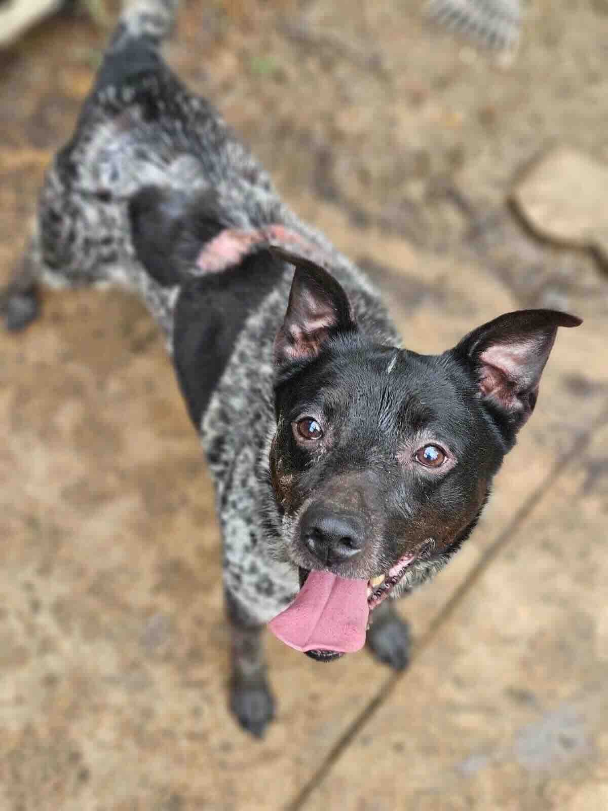 adoptable Dog in Shreveport, LA named Tanner