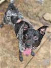 adoptable Dog in shreveport, LA named Tanner
