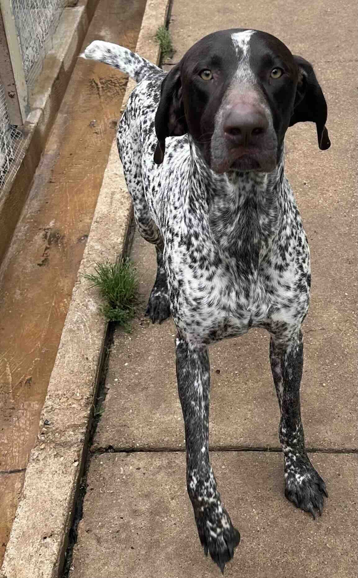 adoptable Dog in Shreveport, LA named Frank