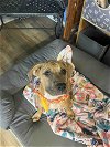 adoptable Dog in shreveport, LA named Martina