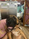 adoptable Dog in shreveport, LA named Morgan