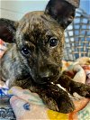 adoptable Dog in shreveport, la, LA named Chloe