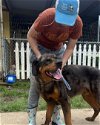 adoptable Dog in shreveport, LA named Atlas