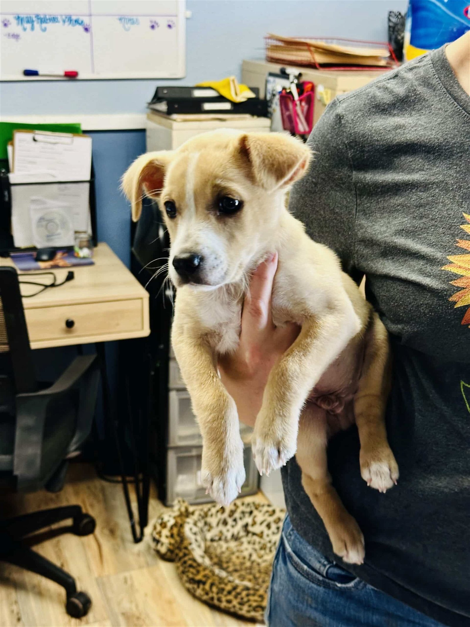 adoptable Dog in Shreveport, LA named Stanley