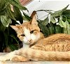 adoptable Cat in shreveport, LA named Beau