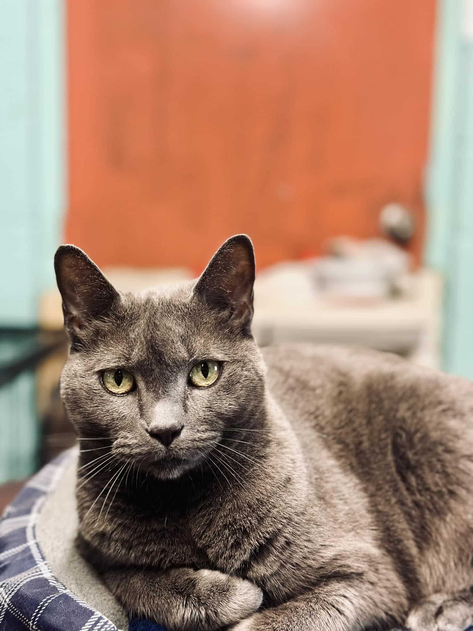 adoptable Cat in Shreveport, LA named BeeGee