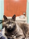 adoptable Cat in shreveport, LA named BeeGee