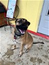 adoptable Dog in shreveport, LA named Angel