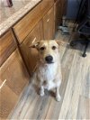 adoptable Dog in , LA named Sunny