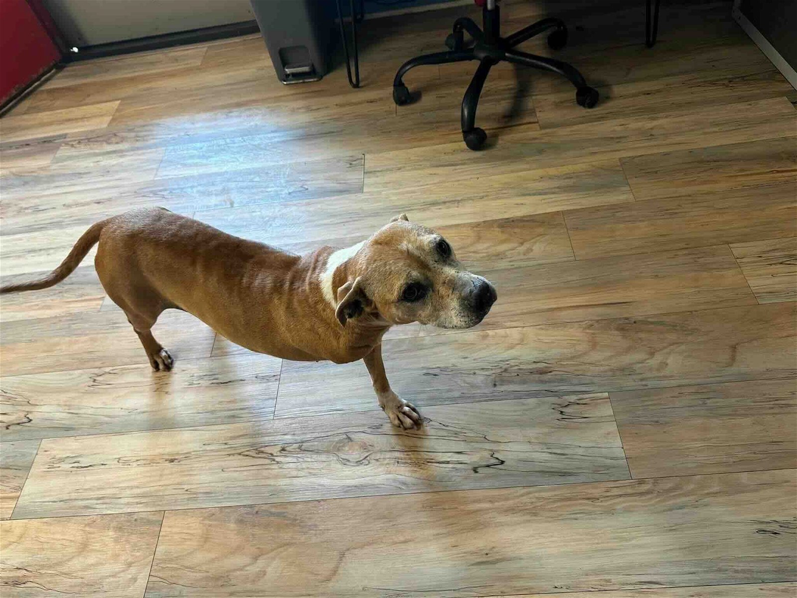 adoptable Dog in Shreveport, LA named Tiffany