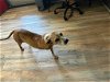 adoptable Dog in , LA named Tiffany