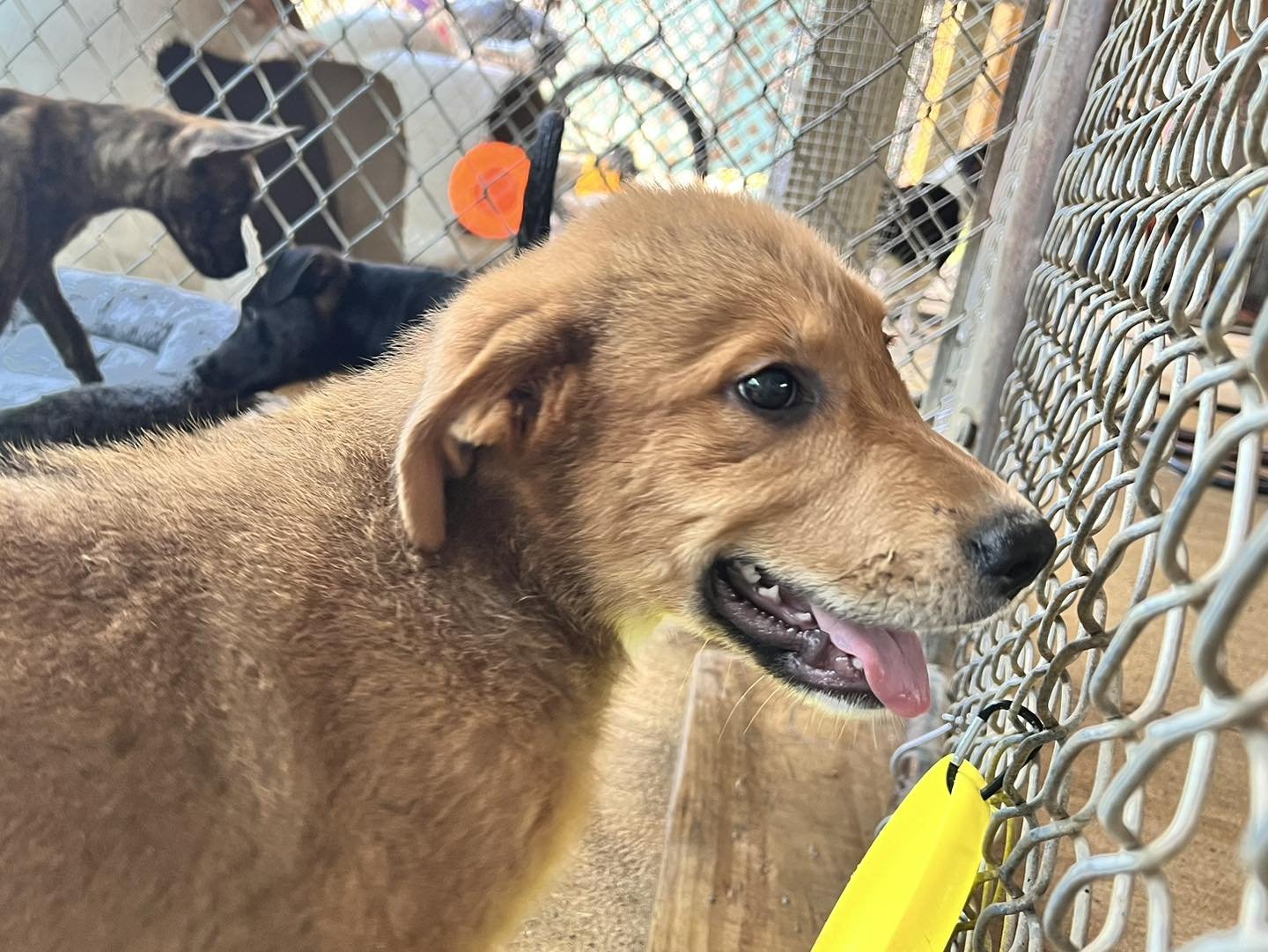 adoptable Dog in Shreveport, LA named Reese