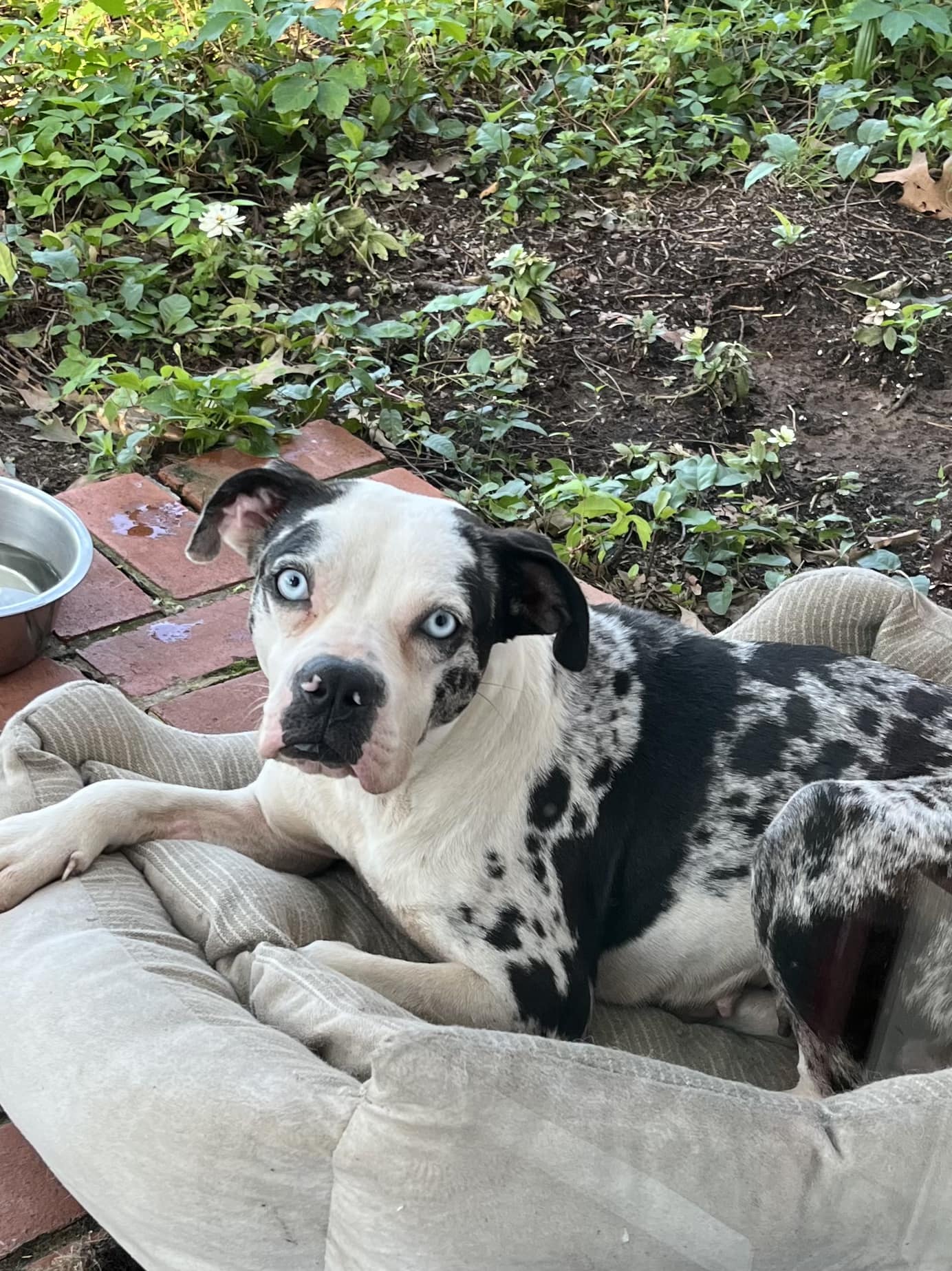 adoptable Dog in Shreveport, LA named Cathy