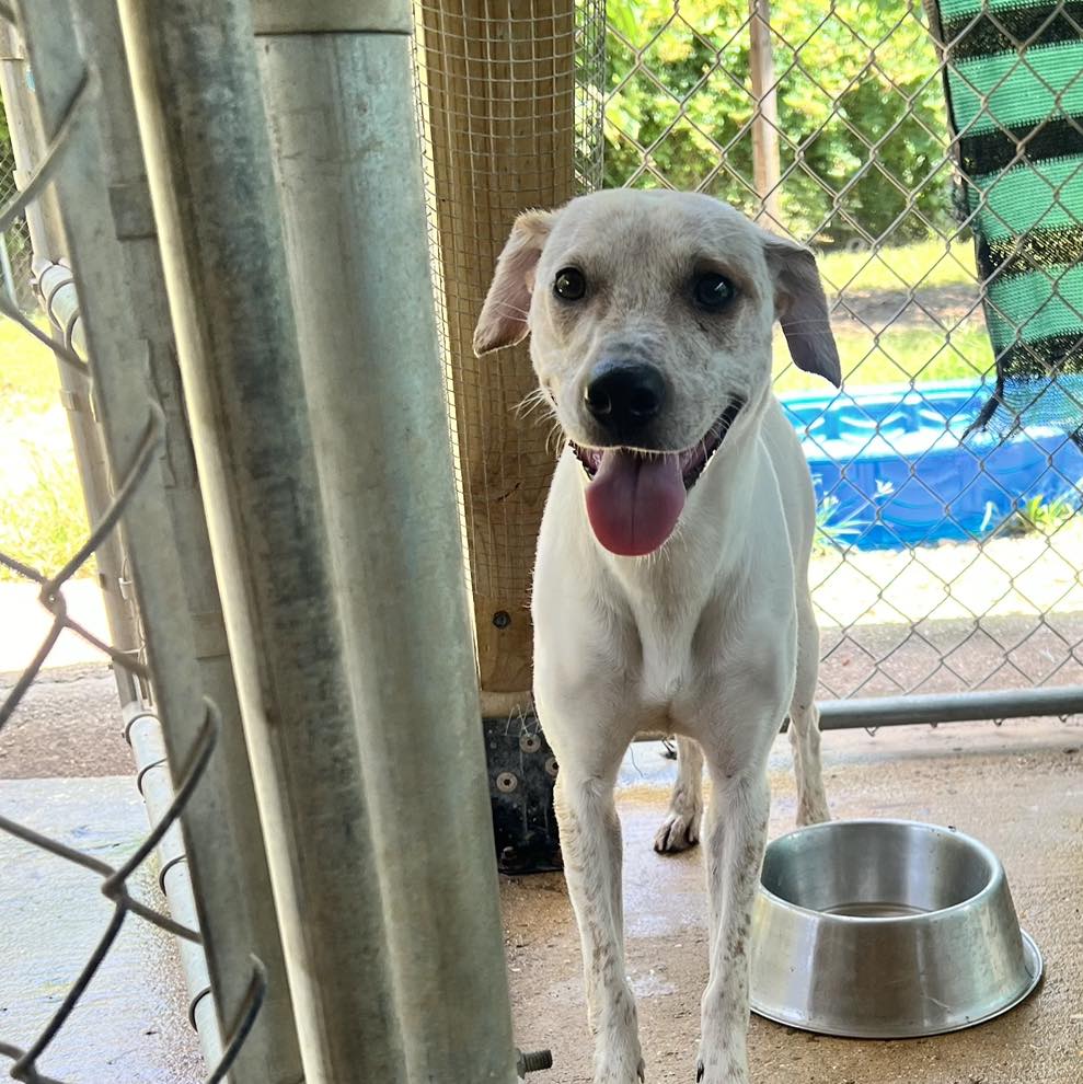 adoptable Dog in Shreveport, LA named Athena