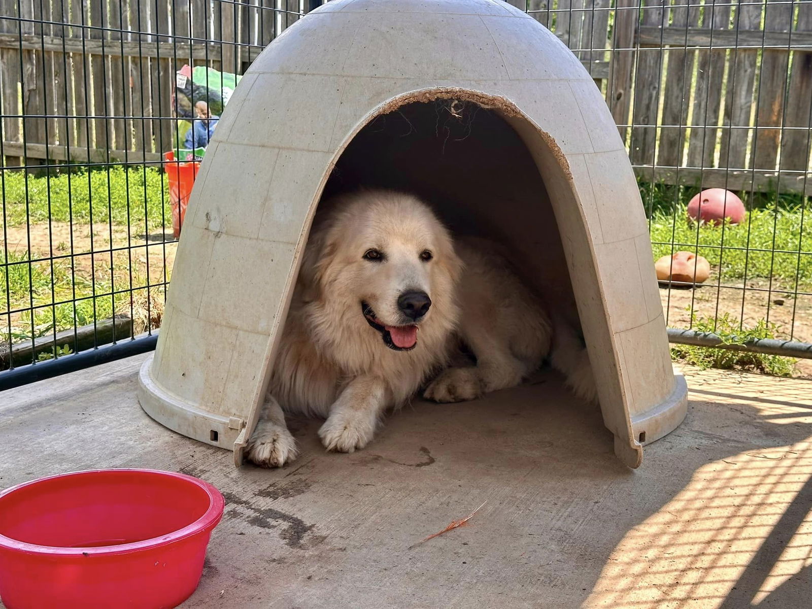 adoptable Dog in Shreveport, LA named Pete