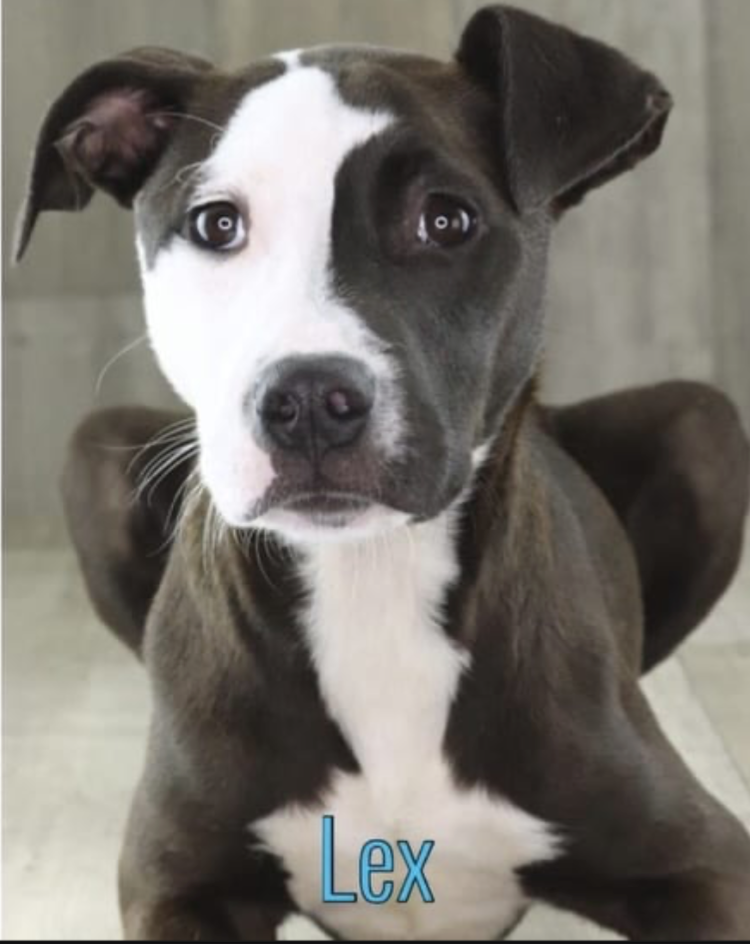 adoptable Dog in Shreveport, LA named Lex