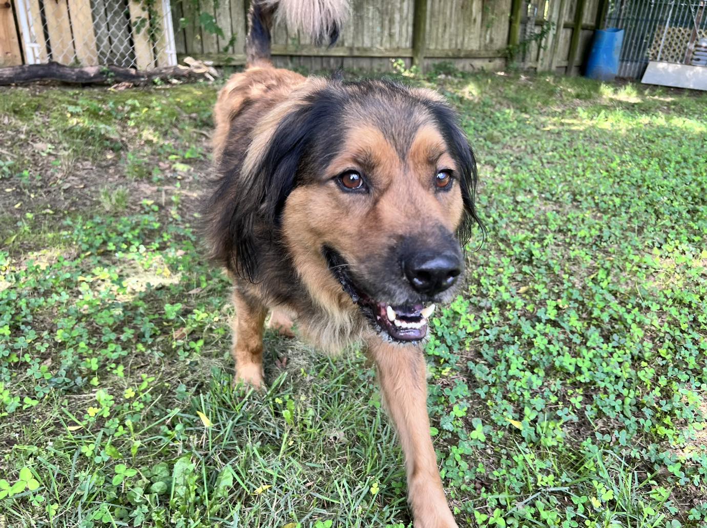 adoptable Dog in Shreveport, LA named Bear