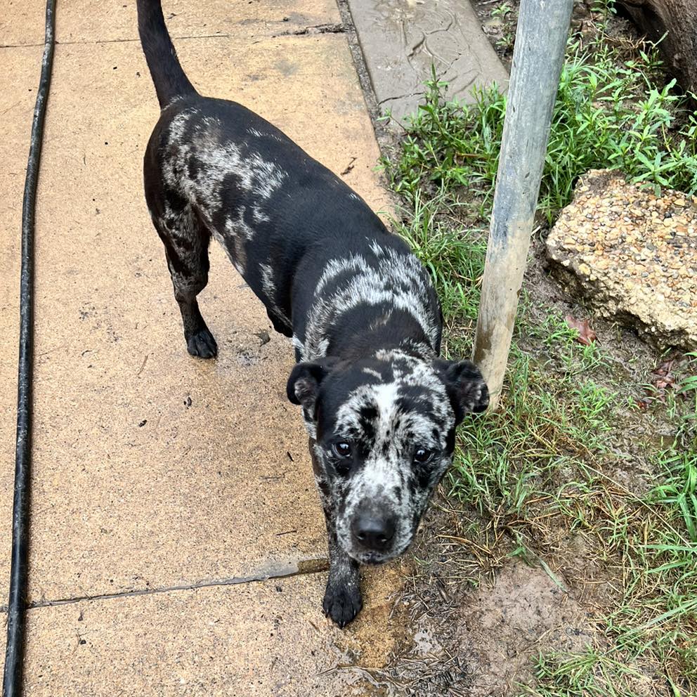 adoptable Dog in Shreveport, LA named Channing