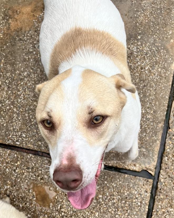 adoptable Dog in Shreveport, LA named Arya