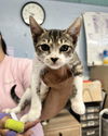 adoptable Cat in , LA named Bailey