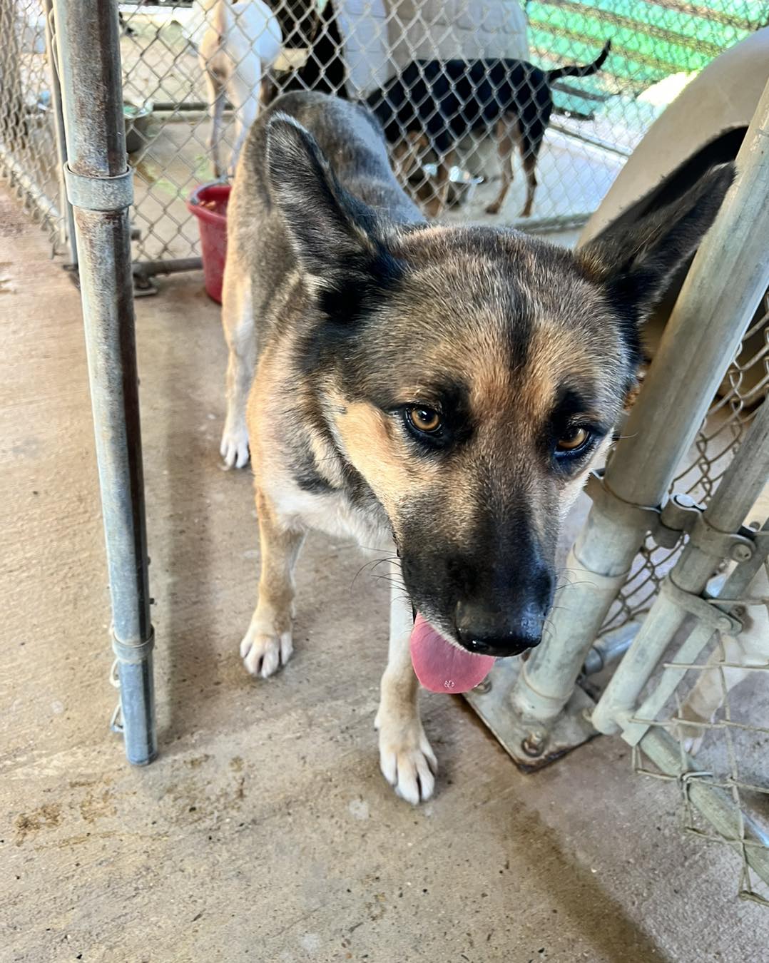 adoptable Dog in Shreveport, LA named Stone