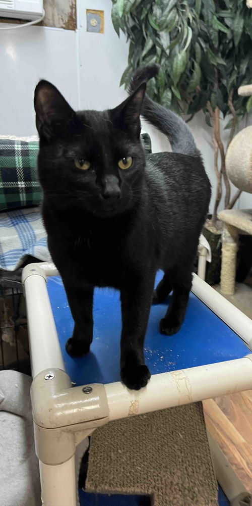 picture of the cat needing adoption