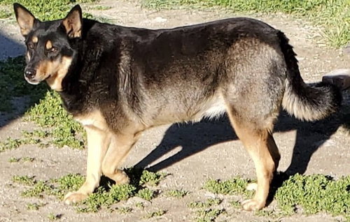 THELMA - Australian Shepherd / Australian Kelpie available for adoption