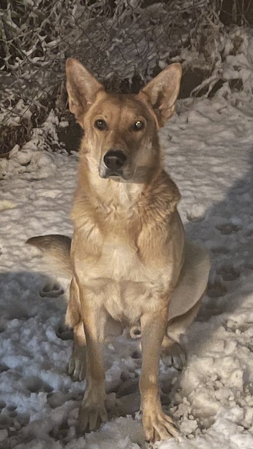 MAX - German Shepherd Dog available for adoption