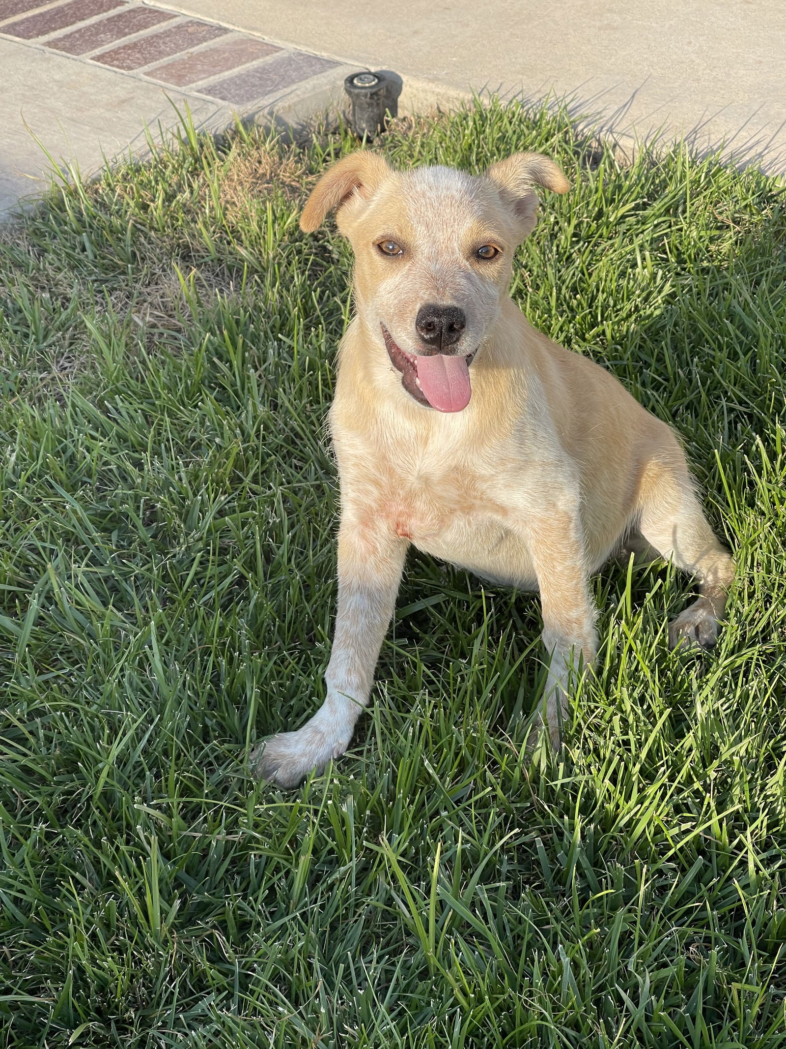 dog-for-adoption-piper-a-australian-cattle-dog-blue-heeler-in-pedley