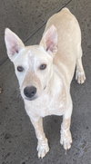 Cody - Photo 2