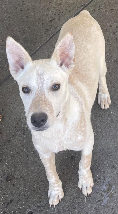 CODY - Australian Cattle Dog/Blue Heeler available for adoption
